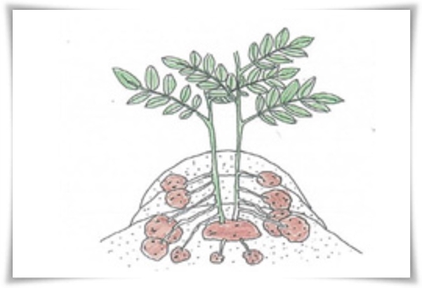 텃밭관리 &quot;2월~3월 감자 심기&quot; 슬기로운 전원생활 완벽 가이드!