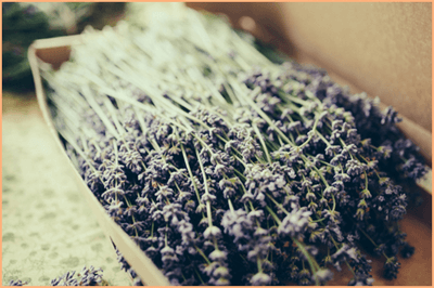 고성 라벤더 축제