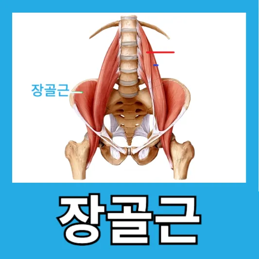장골근 알아보기