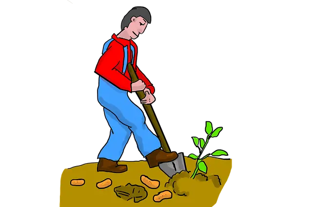 고구마 심는 수확 시기 보관법