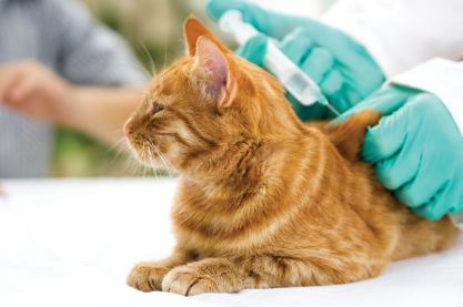 주사를 맞는 고양이.