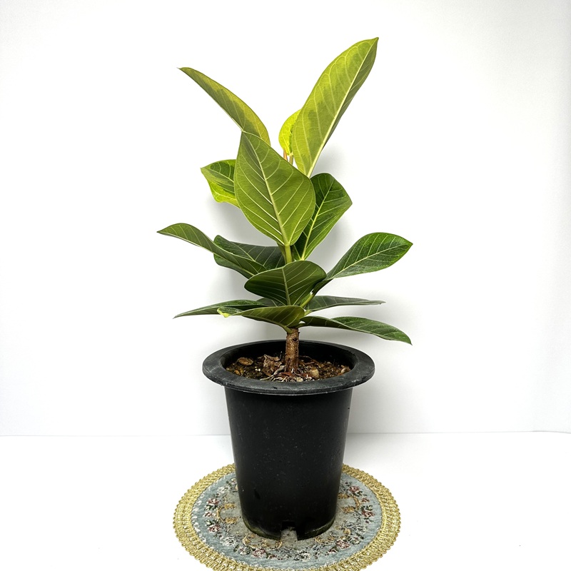 뱅갈고무나무 실내에서 키우기