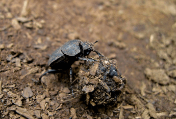 하얀 똥을 싸는 (흰색 대변을 누는) 꿈해몽 상징 이미지