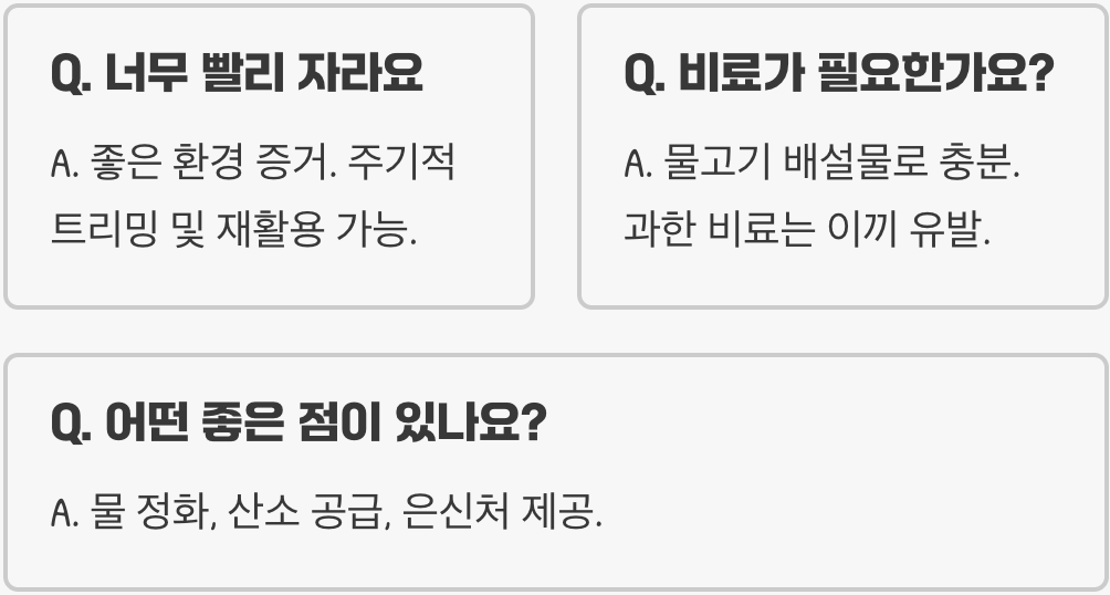 초보자가 검정말 키울 때 가장 많이 하는 실수 5가지
