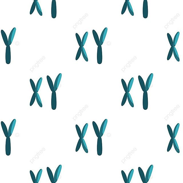 인류 진화의 미스터리: 사라진 Y염색체와 고대 남성의 유전자