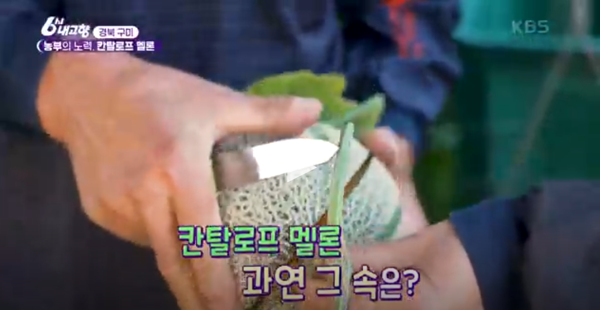 카탈로프 멜론 경북 구미 상훈이집 정보 6시 내고향 6월 3일 방송