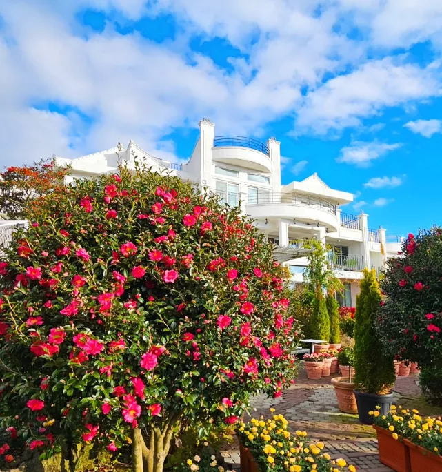 마노르블랑-꽃사진-이미지