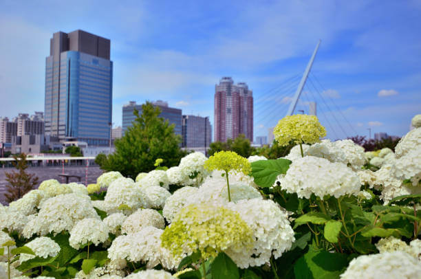 수국잎 추출물 효능 다이어트에 얼마나 좋을까? 봄에는 벚꽃, 여름에는 수국, 가을은 단풍, 겨울에는 동백꽃을 생각하듯이 사계절을 대표하는 꽃들이 있습니다.