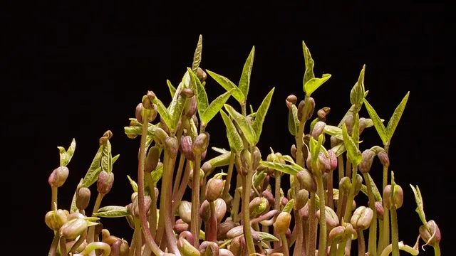 녹두 재배 직파 심기 병해 예방 수확 건조_4