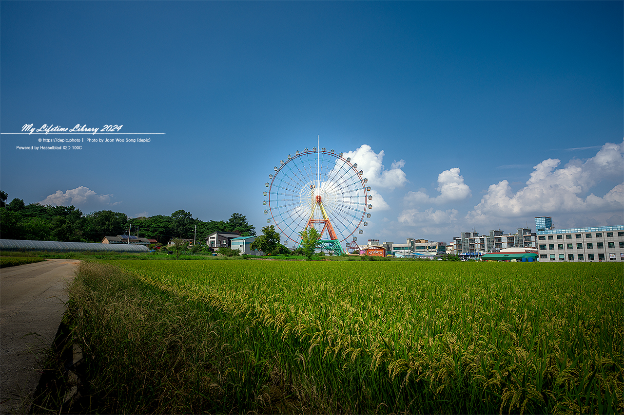 삽교호 삽교놀이동산 대관람차 벼 가을