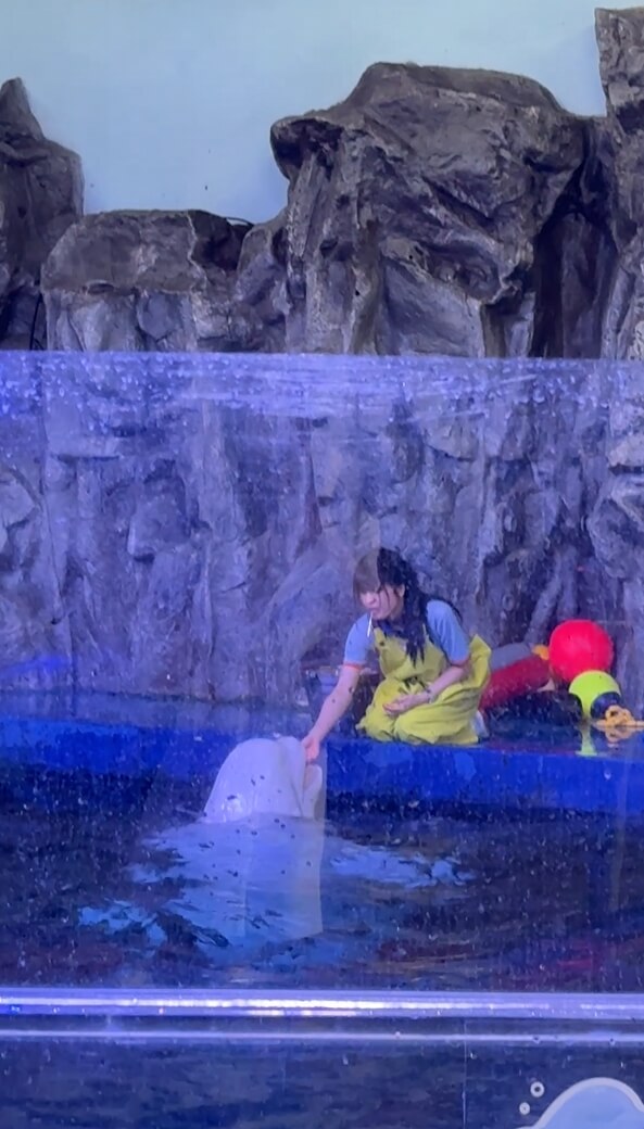 여수아쿠아플라넷-벨루가