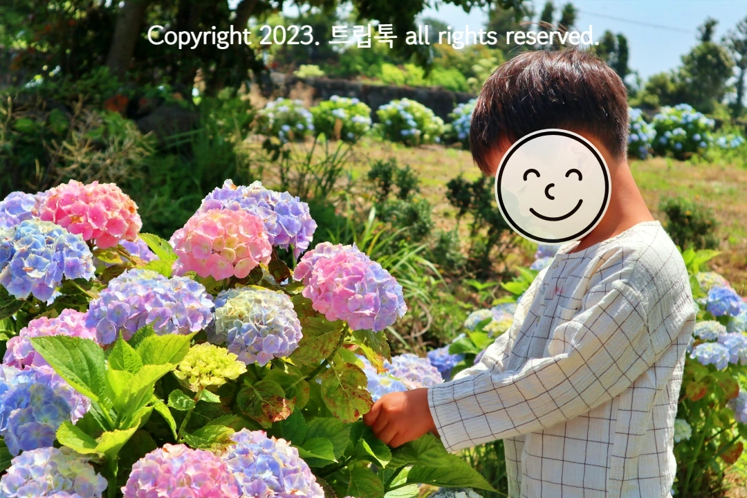 보다색 파란색 분홍색 다양한 생깔의 수국을 들여다보고 있는 아이의 옆모습