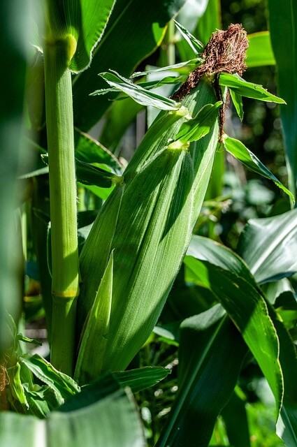 옥수수 보관방법
