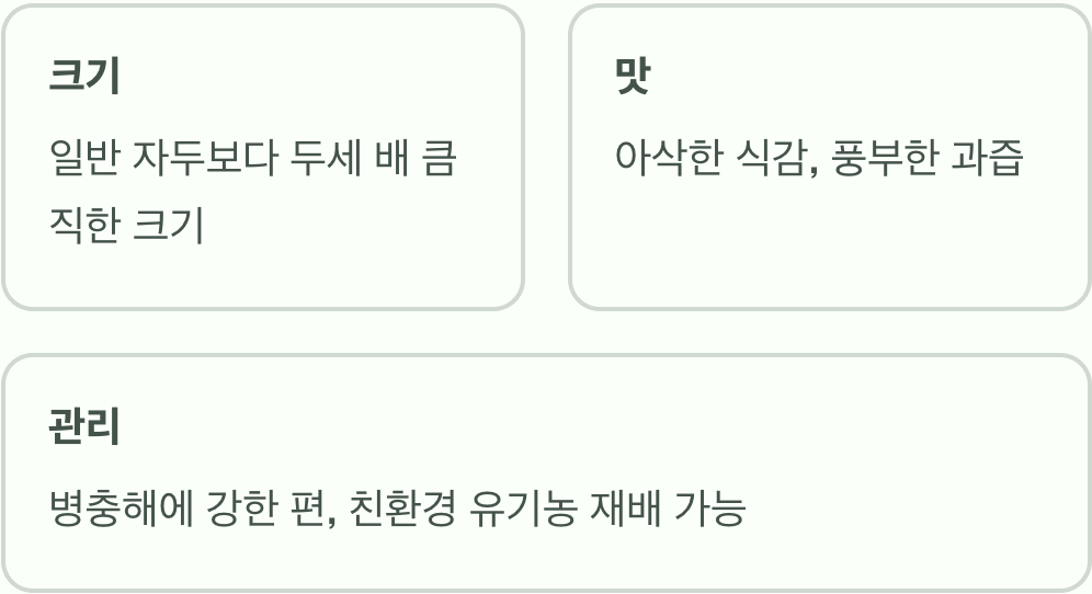 자두의 왕, 왕자두의 매력
