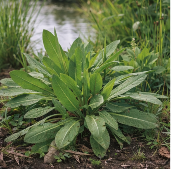 수영 Rumex acetosa