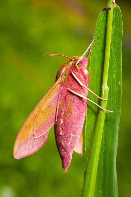 나방과 나비의 차이점