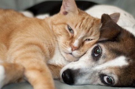 고양이가 싫어하는 냄새