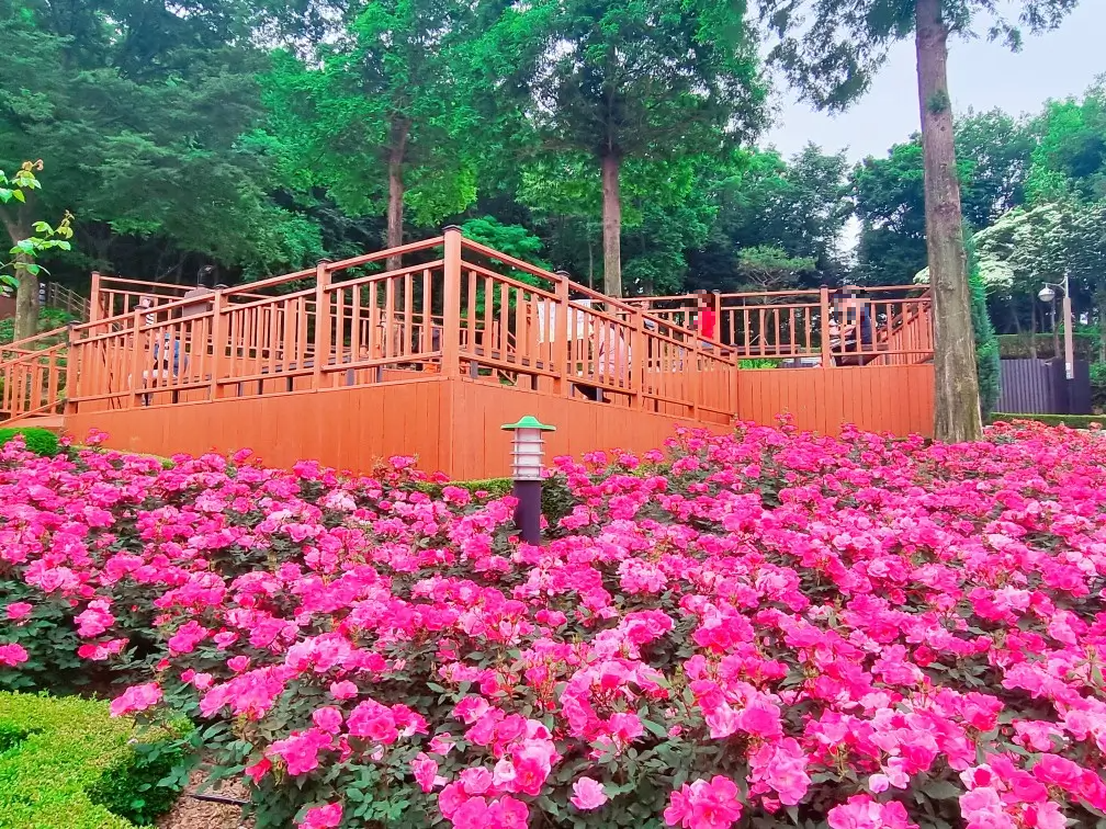 2024 부천 백만송이 장미원 축제 중: 개화 현황, 포토존, 쉼터, 화장실, 주차, 대중교통