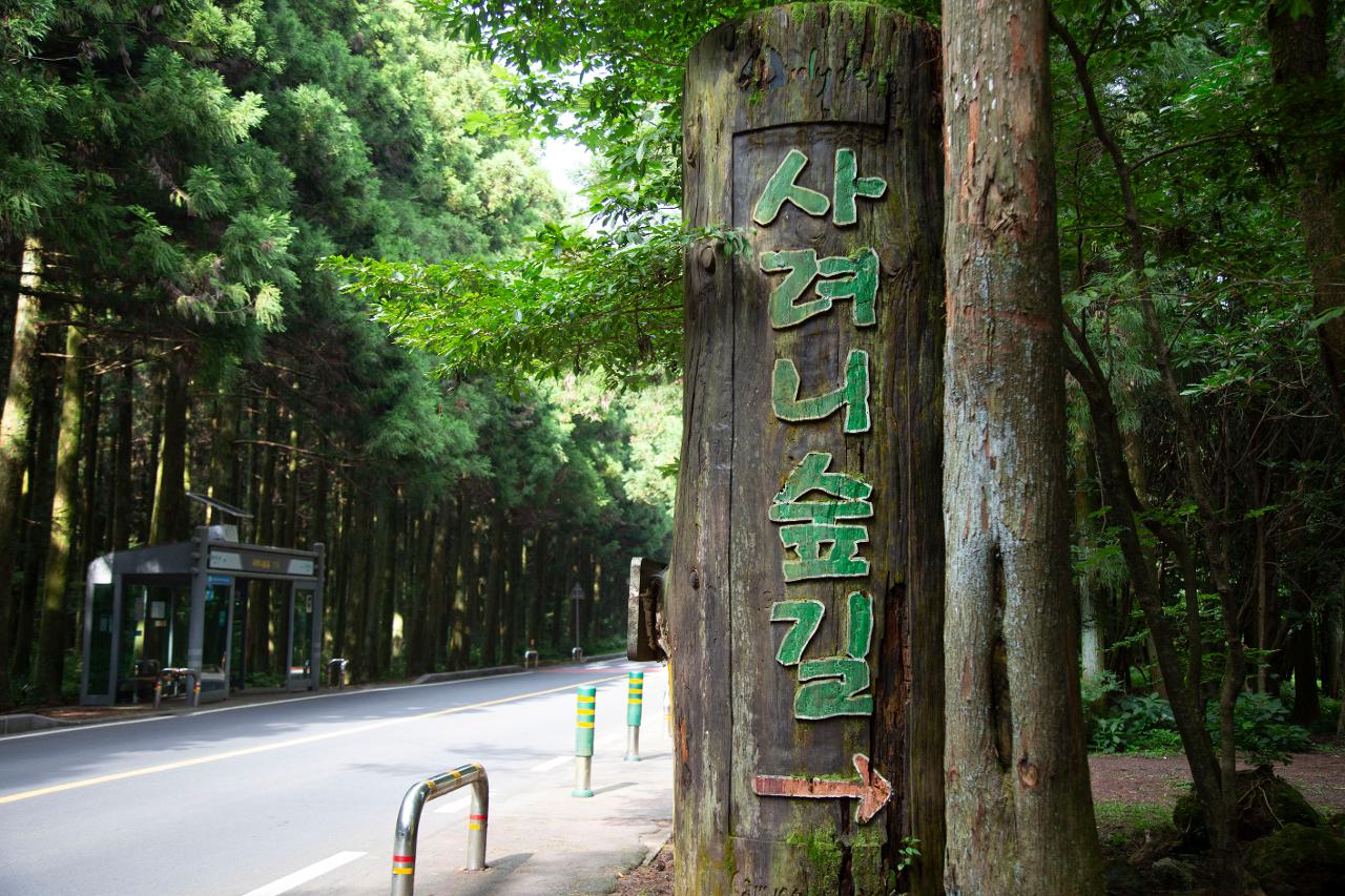 사려니숲길 &ndash; 제주의 대표 힐링 코스