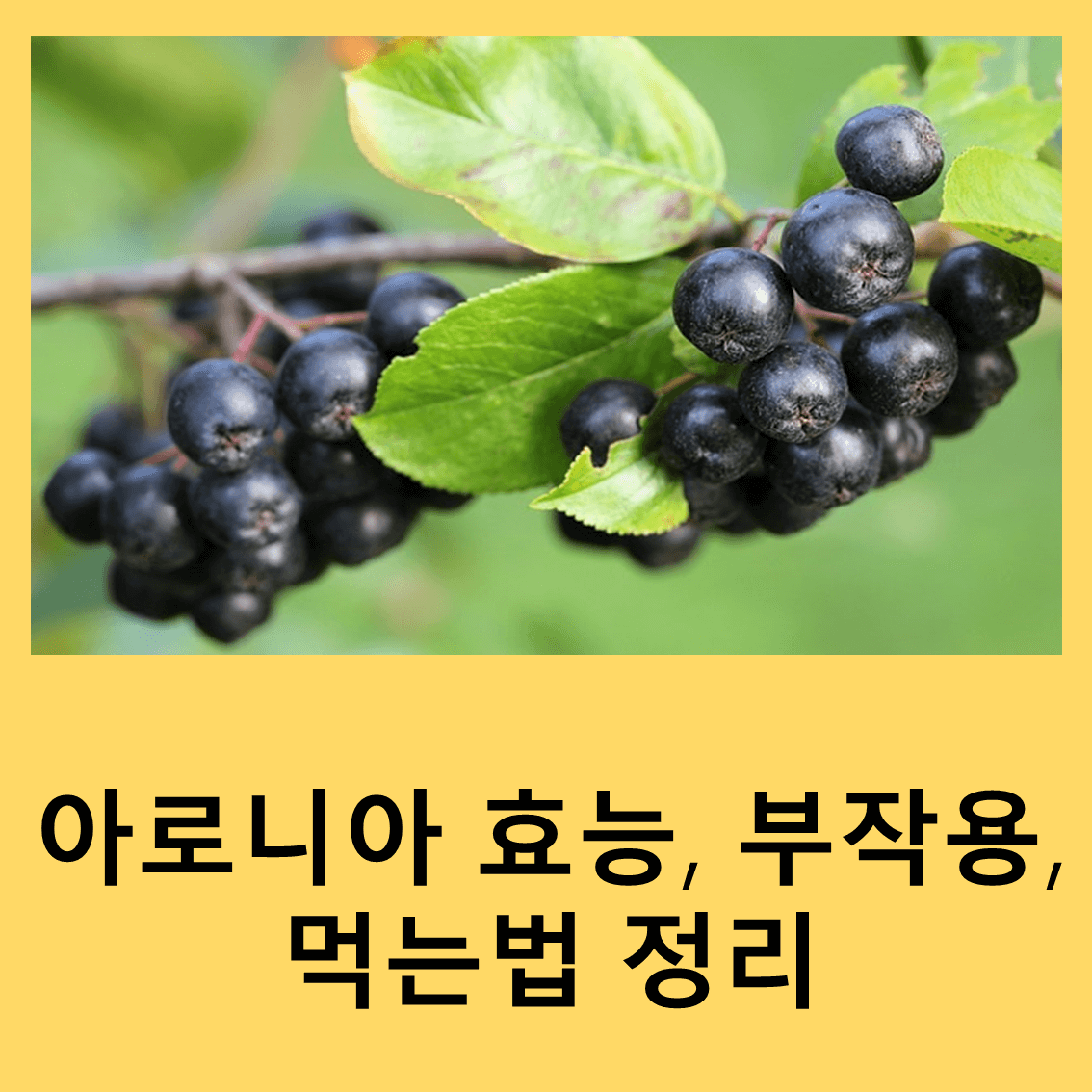 아로니아