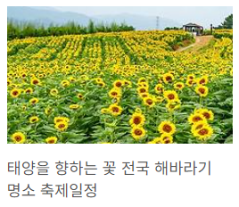 해바라기