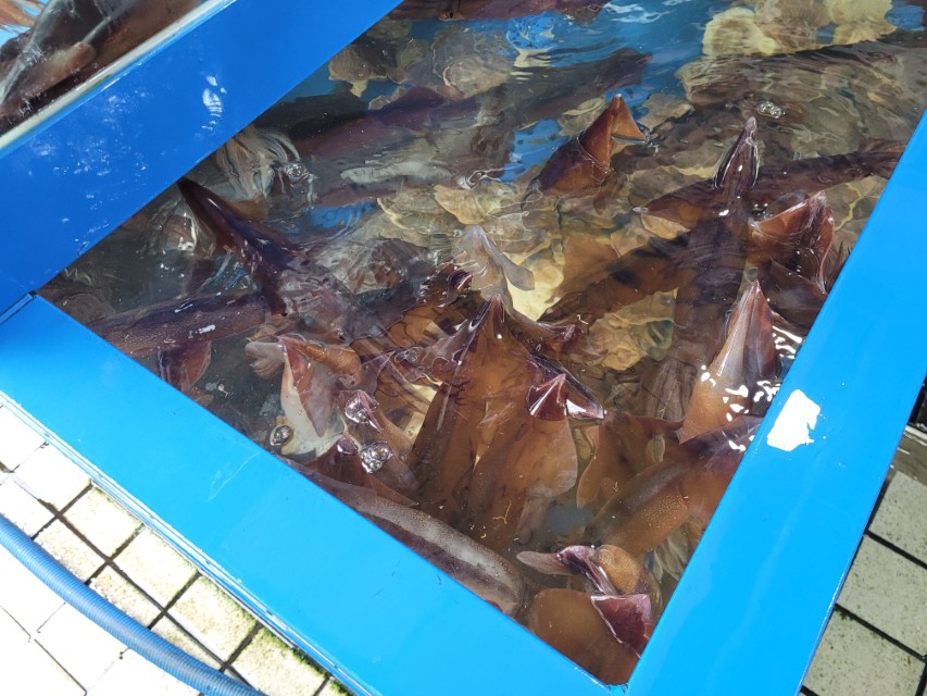 간성전통시장 수산물 가게 오징어