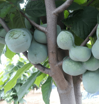 포포 나무 열매 효능