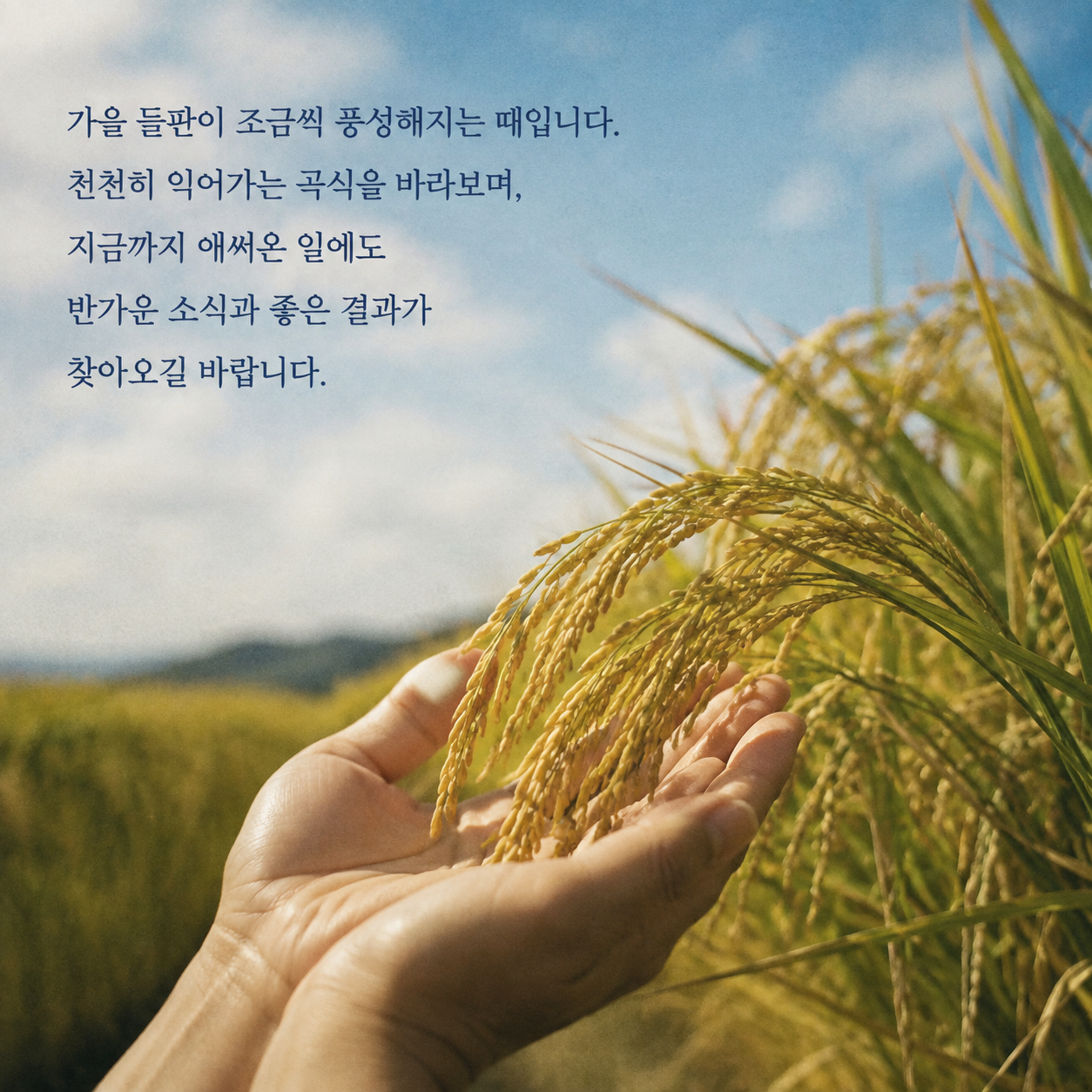 풍성해지는 가을 들판처럼 좋은 결과를 바라는 백로 인사말 이미지