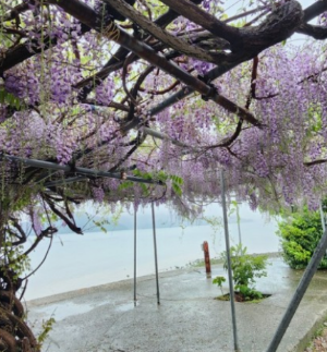 6월 전국 등나무꽃 명소 TOP 5