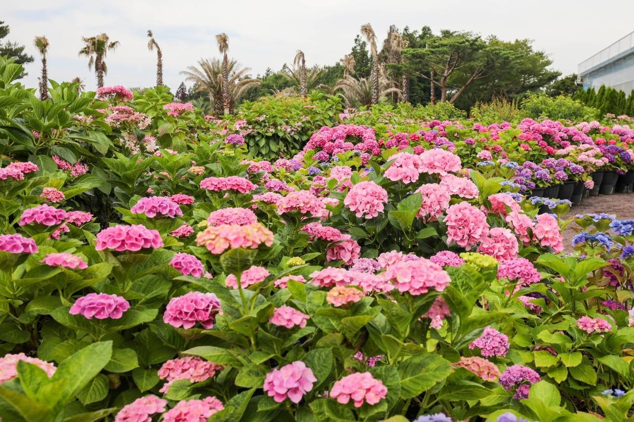 휴애리 여름 수국축제