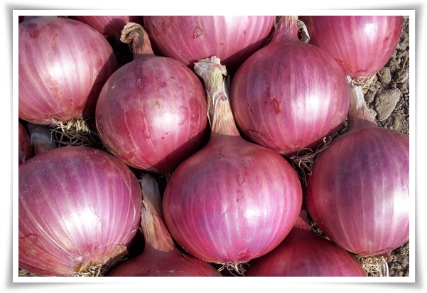 "10월, 양파 심으세요!" 건강한 양파 키우기 완벽 가이드!