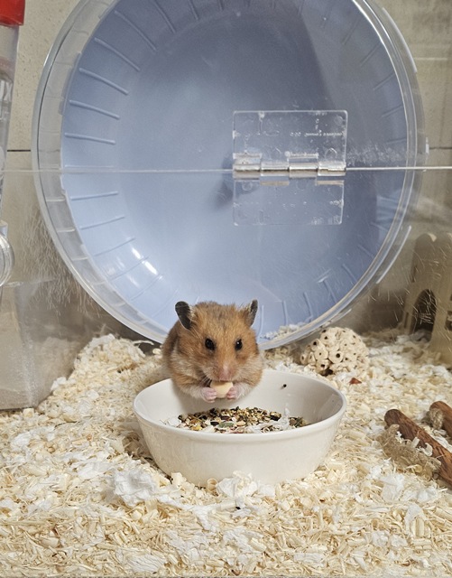 내가 키우는 골든햄스터 먹이 먹는 모습
