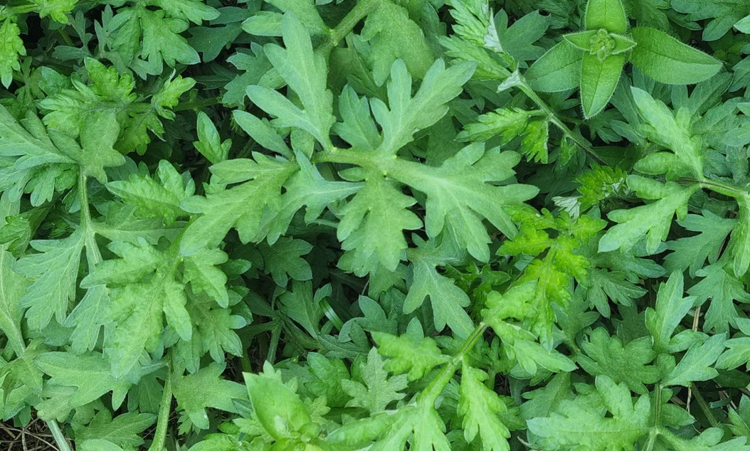 봄철 쑥, 자연이 주는 보약의 건강비밀과 관련된 사진