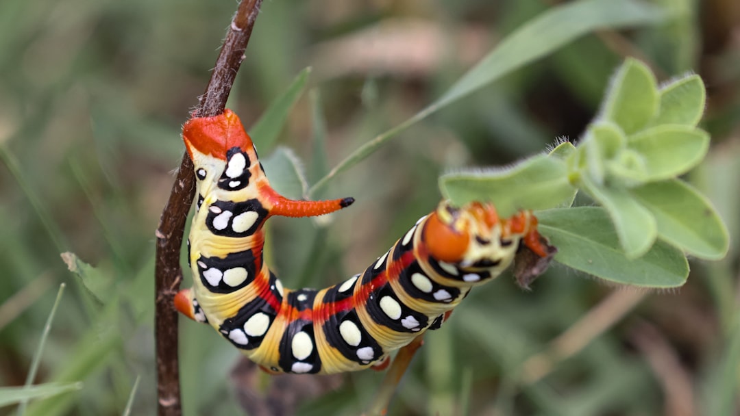 Larva