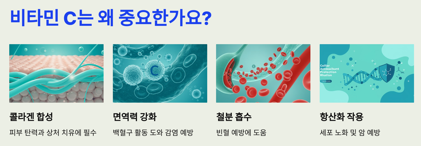 비타민 C는 왜 중요한가요?
