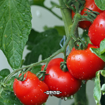 혈압 낮추는 음식