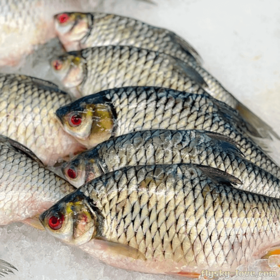 근육성장에 효과적인 민물고기 틸라피아