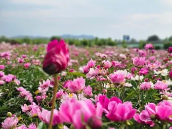 핫들생태공원 합천 산청 진달래축제_2