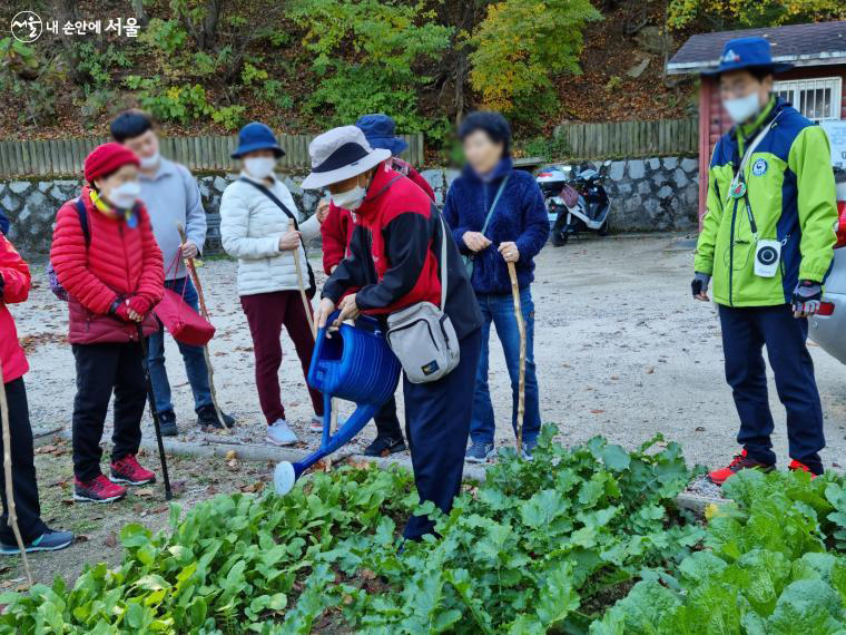 직접 심은 배추와 무에 치매 어르신들이 물을 주고 있다. 