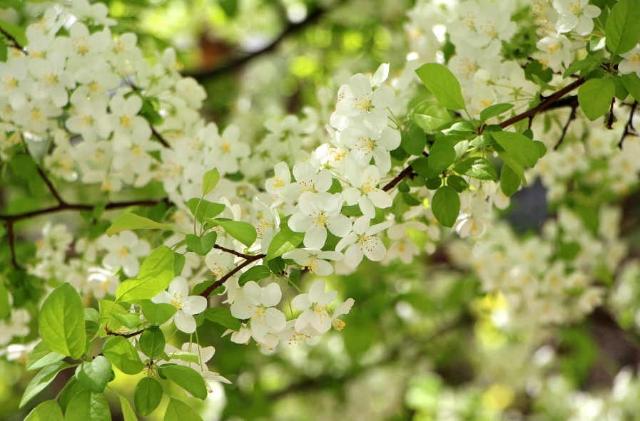 서울근교 드라이브하기 좋은 곳 BEST 5, 봄꽃 여행 명소 완전 정리에 관한 사진