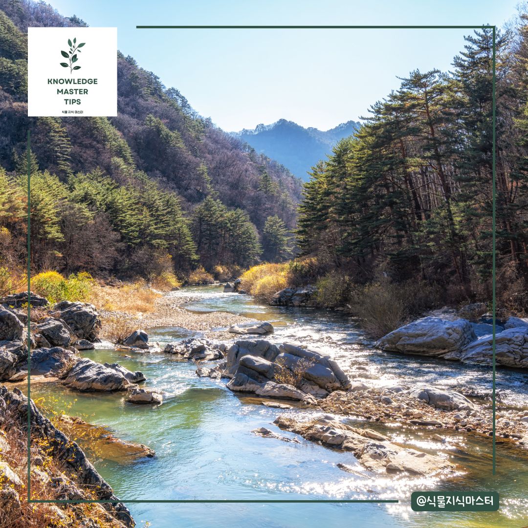 강원도 단풍 명소 - 강릉 노추산