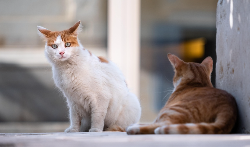 여자 혼자 도쿄 감성투어 명소 이미지