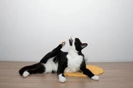 고양이 피부 알러지 종류