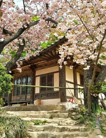 서산 개심사 청벚꽃 개화시기 명소_43