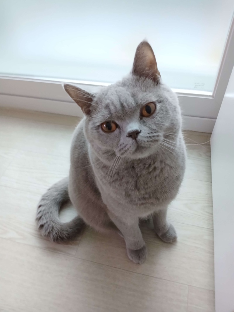 고양이가 집사를 엄마처럼 인식한다는 건 행동학적 사실입니다