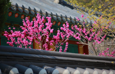 봄날의 감성 여행! 한옥 스테이와 함께하는 전통 여행 코스