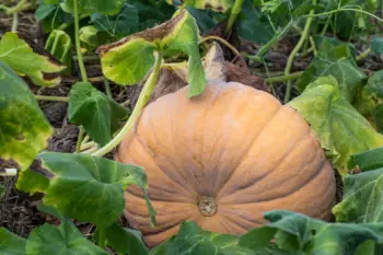 가을 제철 음식 늙은 호박 효능 및 영양성분