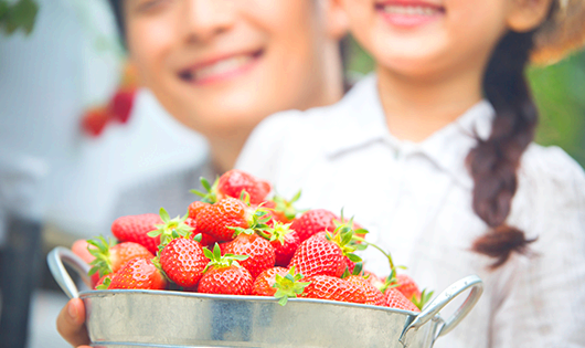 삼례 딸기대축제