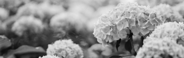 별수국, 보라색 수국, 파란색 수국, 핑크색 수국, 흰색 수국