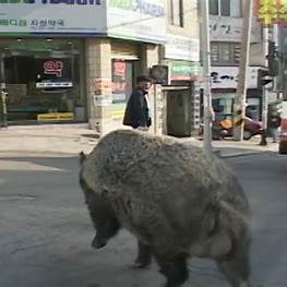 도심속 멧돼지